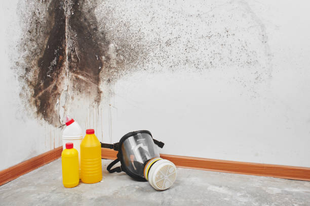 Attic Mold Removal in Colma, CA