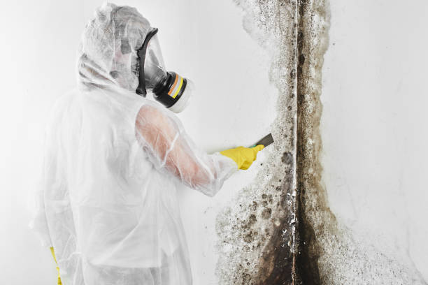 Best Toxic Mold Removal  in Colma, CA