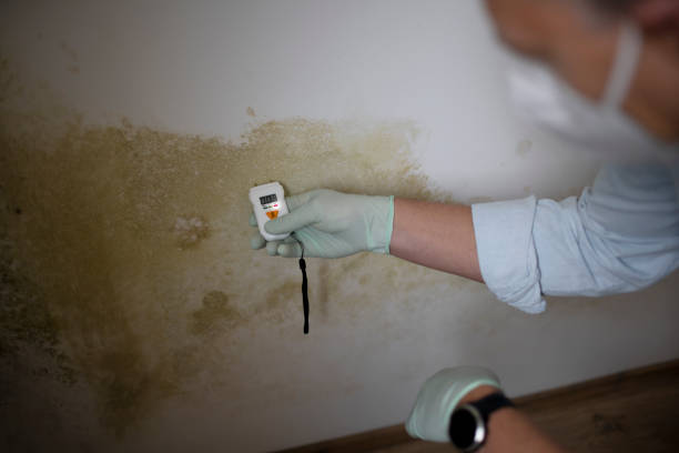Best Black Mold Removal  in Colma, CA