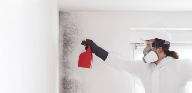 Best Professional Mold Removal  in Colma, CA