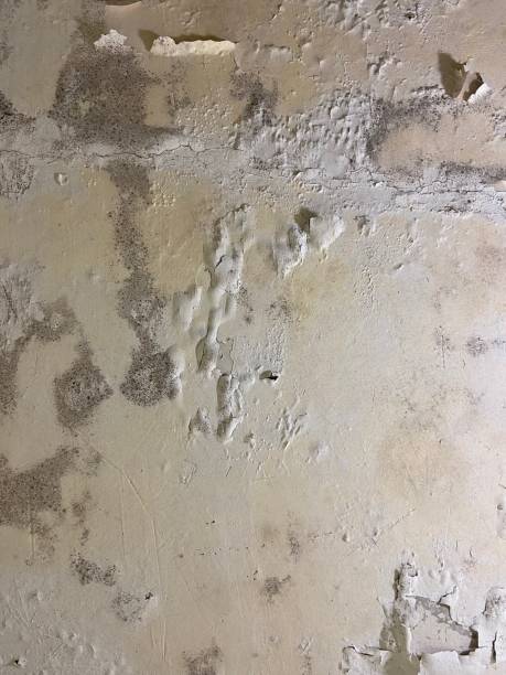 Best Best Mold Removal Companies  in Colma, CA