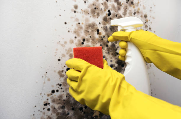 Best Mold Remediation  in Colma, CA