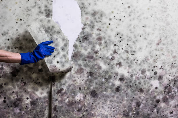 Best Fast Mold Removal  in Colma, CA