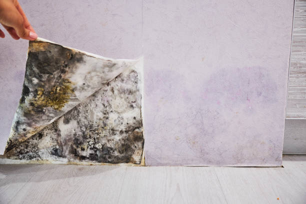Best Toxic Mold Removal  in Colma, CA